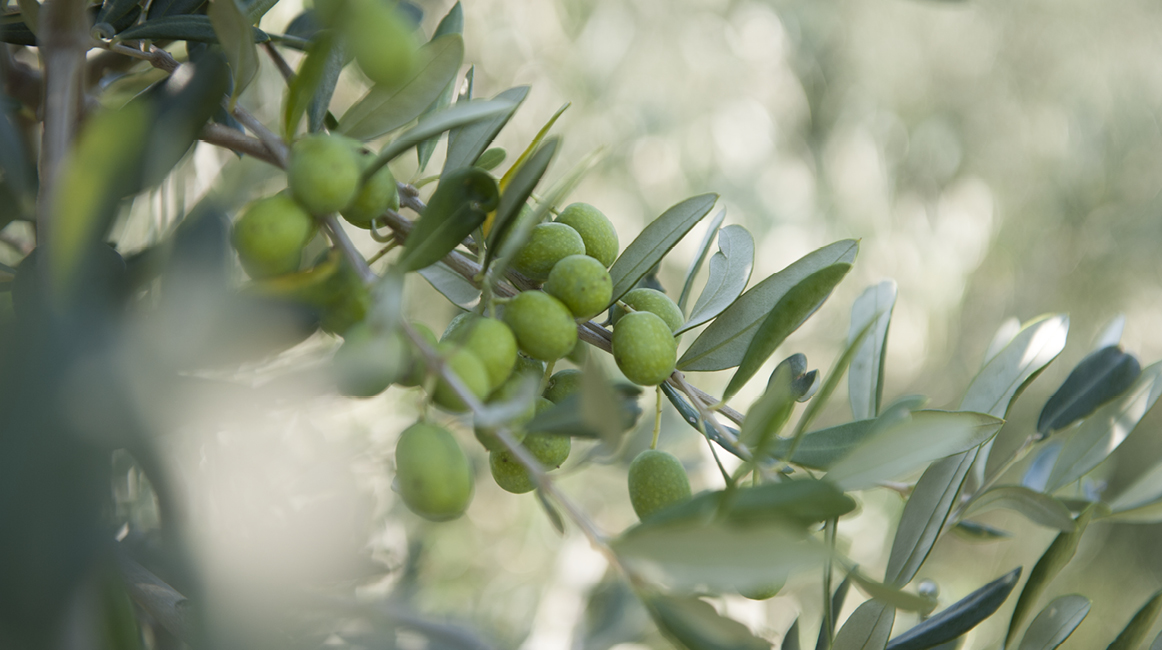 Olivenöl Zweig